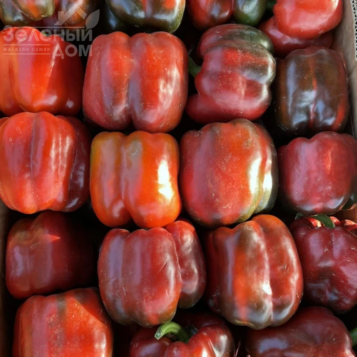 Вангард F1 / Vangard F1,85 дней фото 6