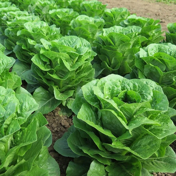 Типикал / Typical  фото 1