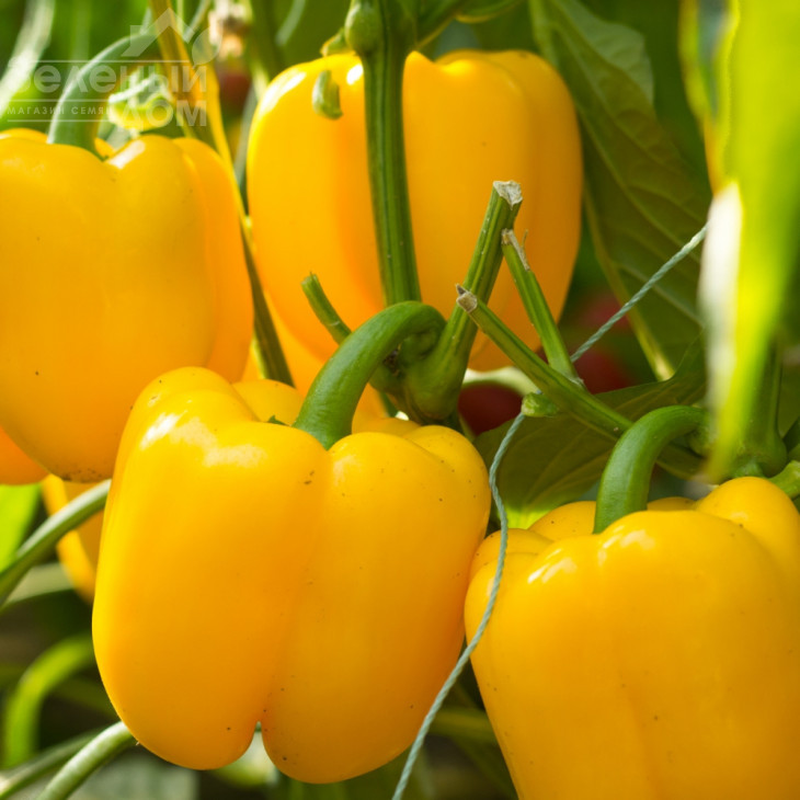 Турбін F1 / Turbine F1,80 днів фото 1