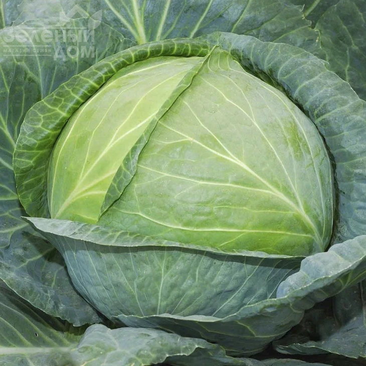 Одиссей F1 / Odissey F1 фото 1