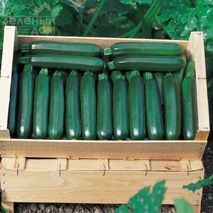 Кора F1 / Kora F1,40-42 дні фото 2