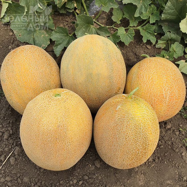 Фландер F1 / Flander F1,70 днів фото 1