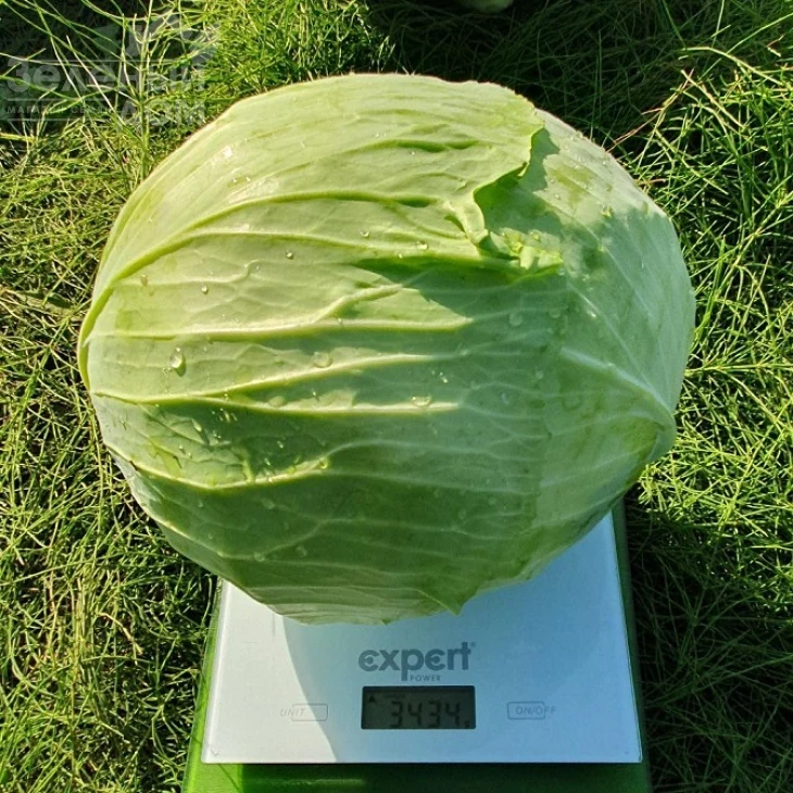 Акорд F1 / Akord F1, 110-120 дней фото 2