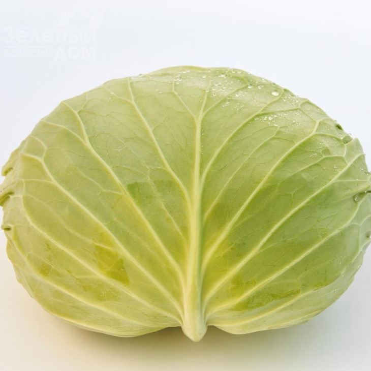 Фелісіті F1 / Felisiti F1, 70-75 днів  фото 1