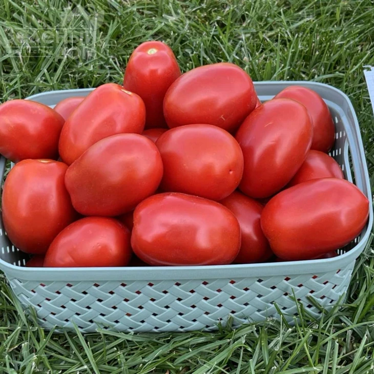 Инсипит F1 / Incipit F1 фото 2