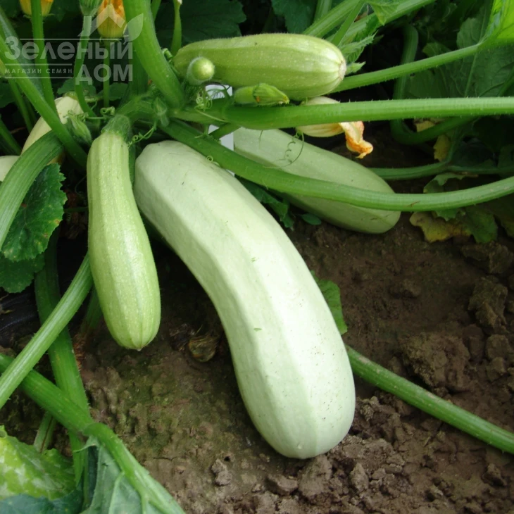 Квета / Kveta фото 1