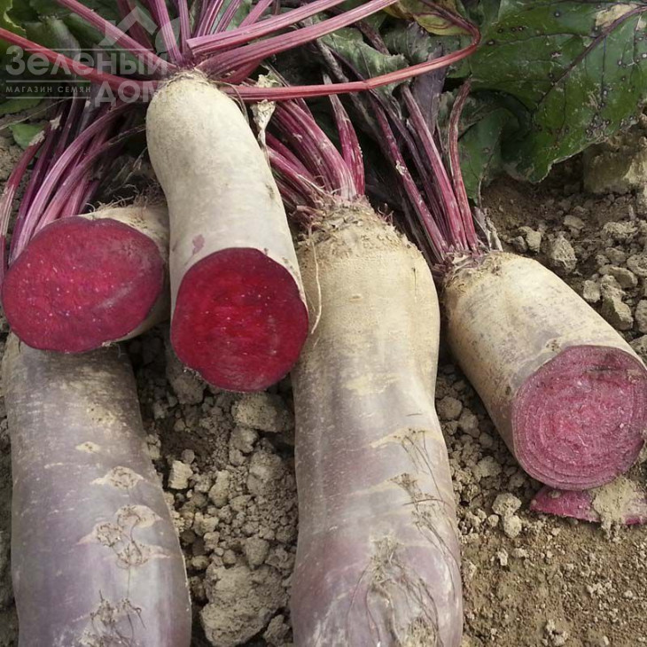 Ренова / Renova, 125-130 днів фото 1