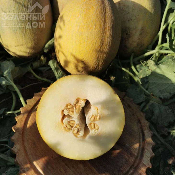 Дайана (INX 1097) F1 / Dayana (INX 1097) F1,62 дней фото 2