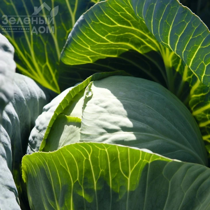 Синтекс F1 / Sintex F1,83 дня фото 1