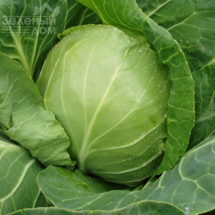 Оракл F1 / Oracle F1,55 дней фото 1