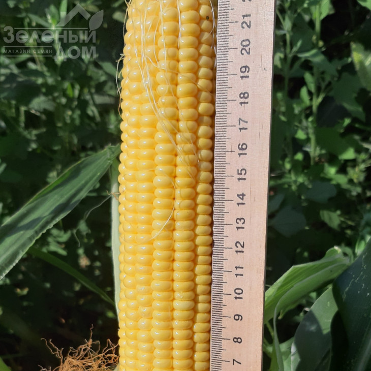 Сансвіт F1 / Sansweet F1, 75-78 днів фото 1