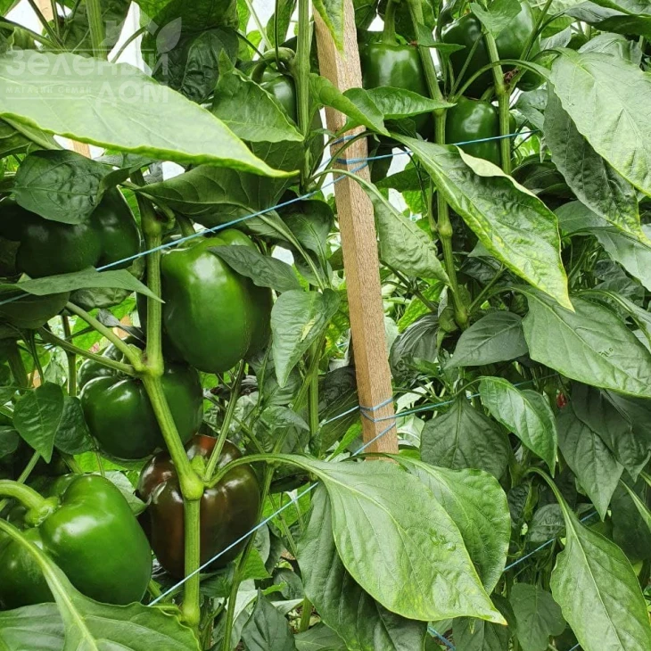 Халк F1 / Halk F1 фото 4