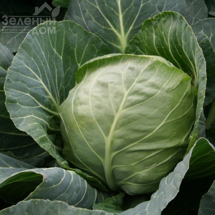 Єтма F1 / Jetma F1,45-50 днів фото 1