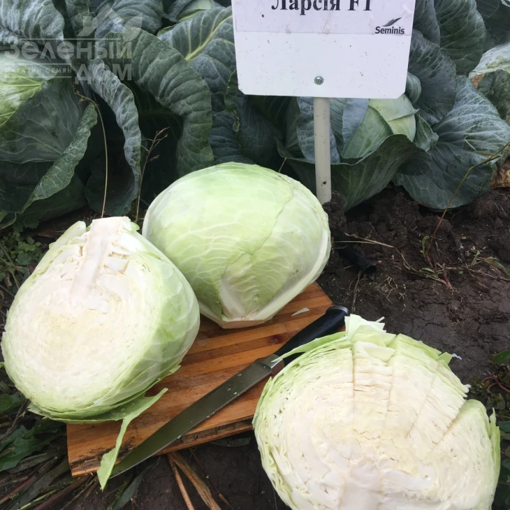 Ларсия F1 / Larsia F1 фото 5