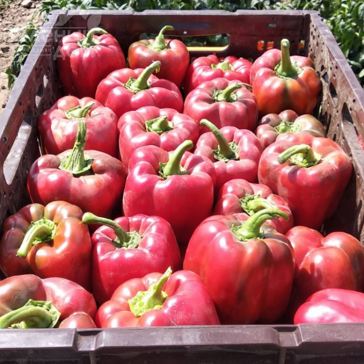 Кримсон Кінг F1 / Crimson King F1 фото 4