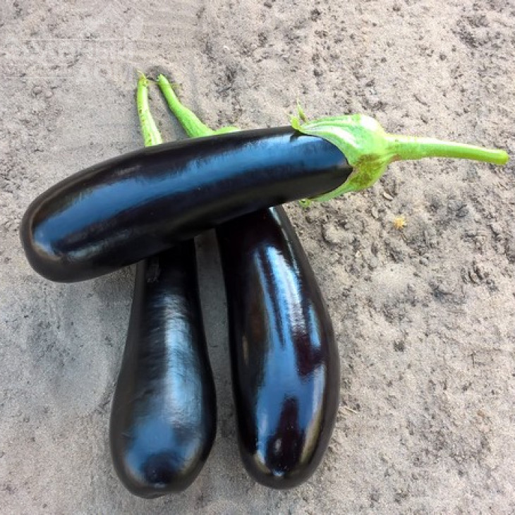 Дестан F1 / Destan F1,85-95 днів фото 2