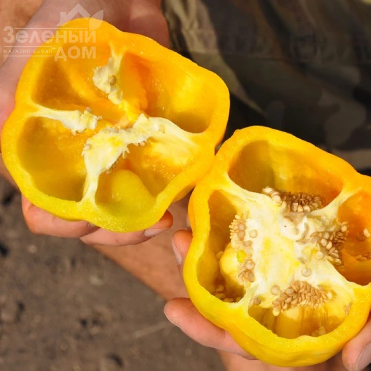 Спрингбокс F1 / Springboks F1,65-70 дней фото 5