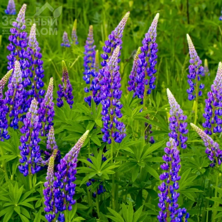 Люпин / Lupin фото 1
