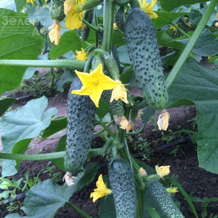 Лютояр F1 / Lutoyar F1,32-35 днів фото 1