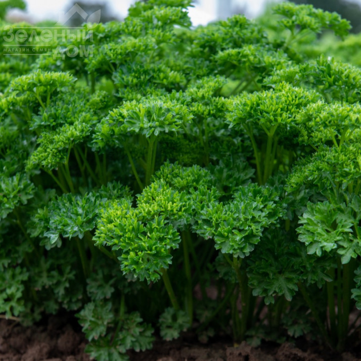 Катінка / Katinka фото 1