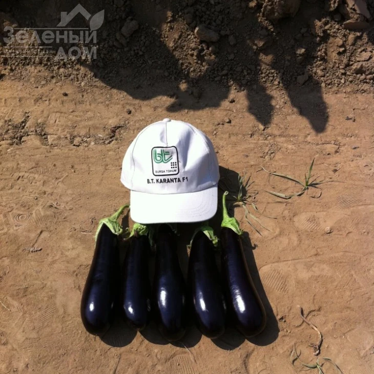 Каранта F1 / Karanta F1,60-65 дней фото 4