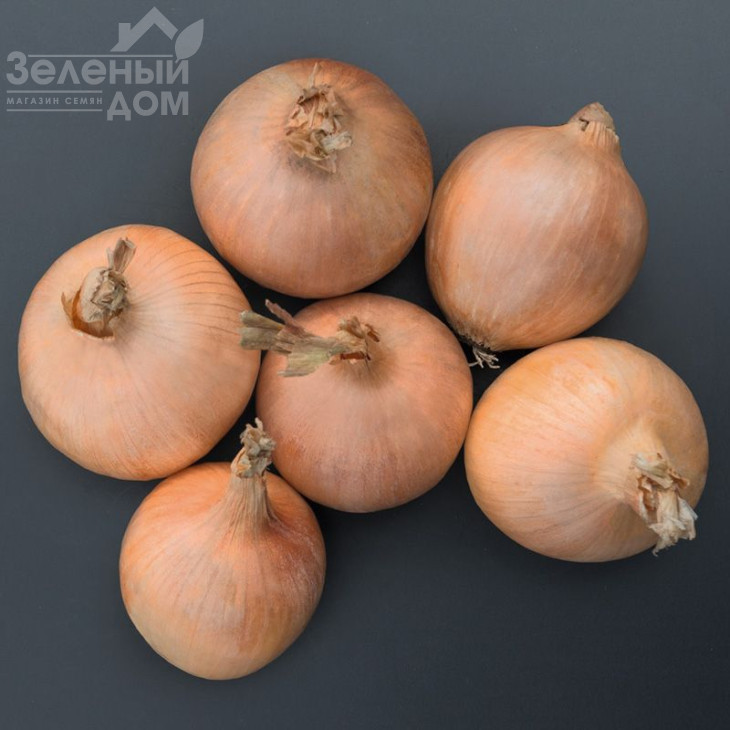 Орленда F1 / Orlenda F1,105-110 днів фото 2