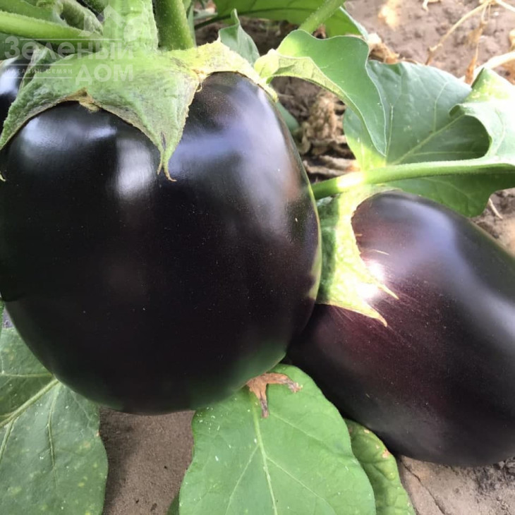 Рафаела F1 / Rafaela F1, 65 днів фото 2