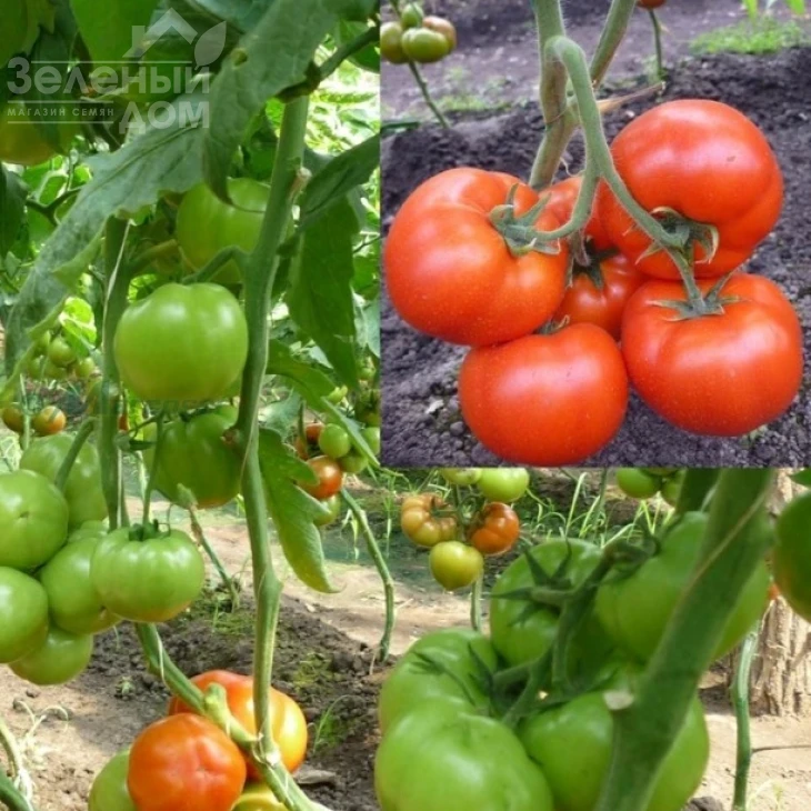 Бостина F1 / Bostina F1,52-55 дней фото 2