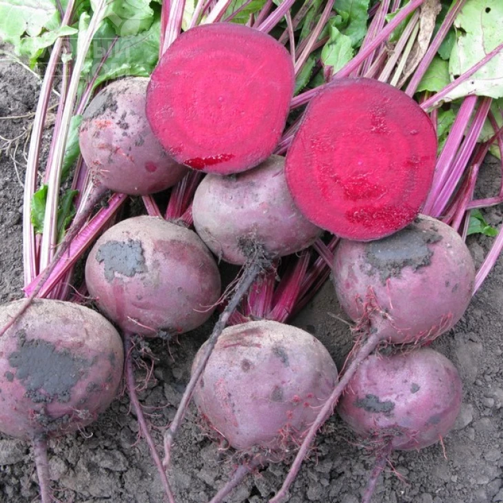 Зеппо F1 / Zeppo F1,60-70 дней фото 2