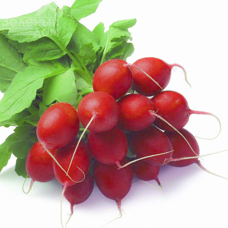 Ронділ / Rondeel,35-40 днів фото 1