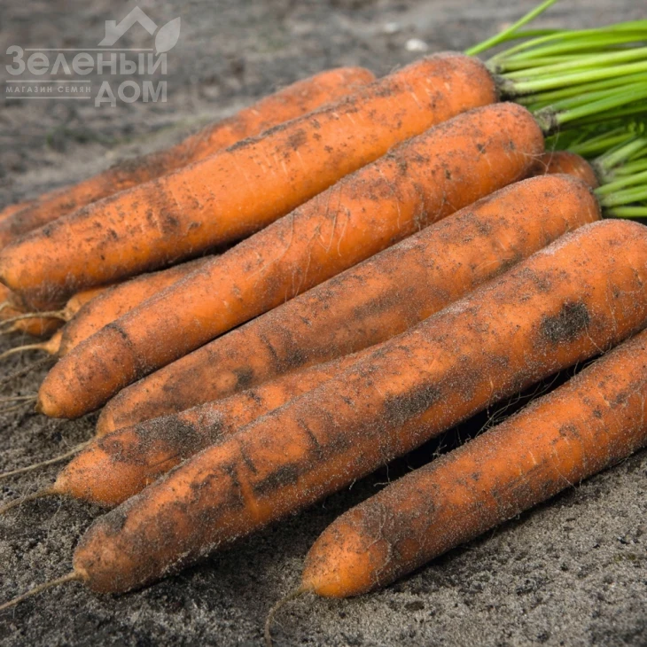 Ниланд F1 / Niland F1,131 день фото 1