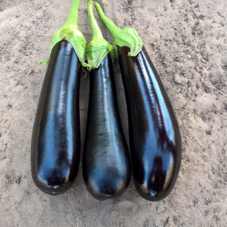 Дестан F1 / Destan F1,85-95 днів фото 1