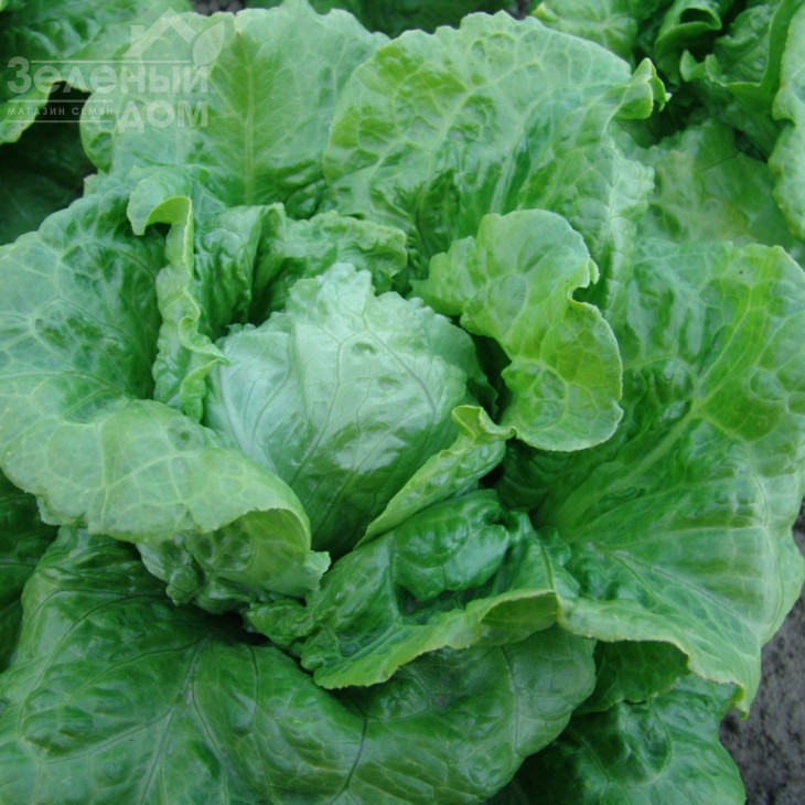 Галандер / Galander фото 1