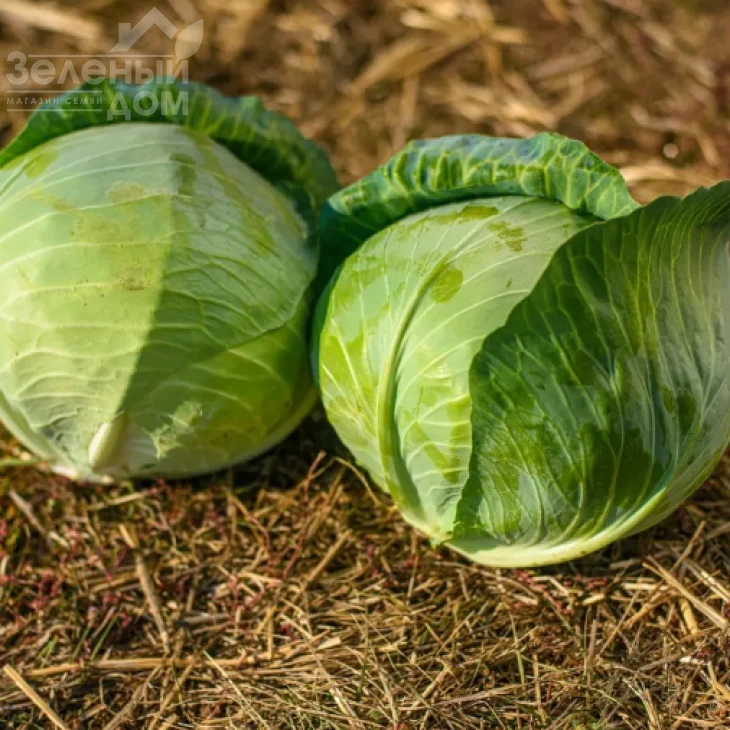 Лотто F1 / Lotto F1, 95-110 дней фото 1