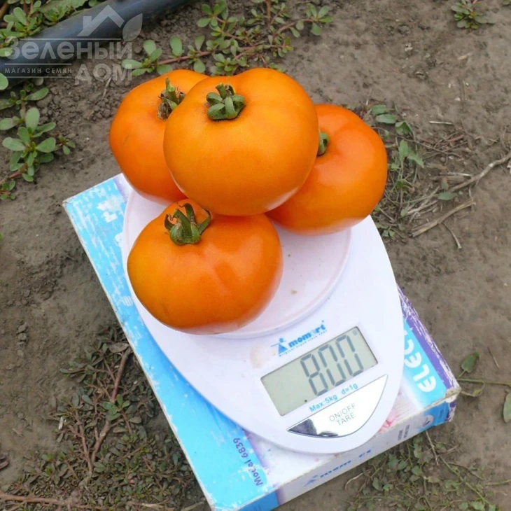 Солидо F1 / Solido F1,90 дней фото 3