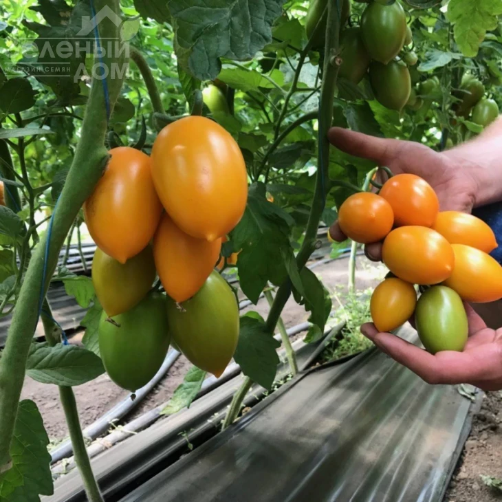 ТС 02-0477 F1 / TS 02-0477 F1 фото 1