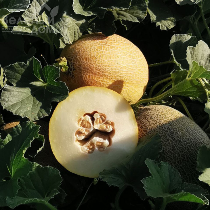 Дайана (INX 1097) F1 / Dayana (INX 1097) F1,62 днів фото 1