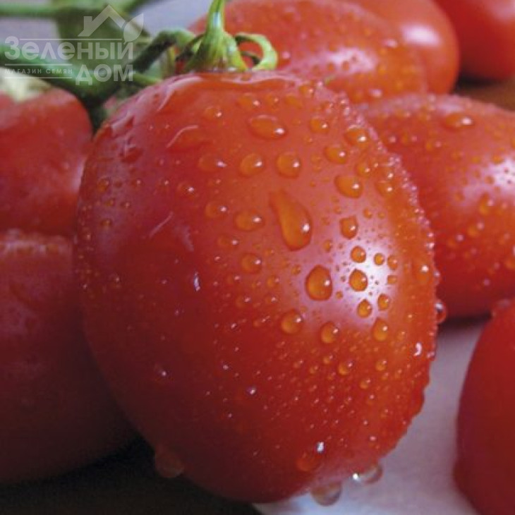 Санні F1 / Sanni F1,110 днів фото 1