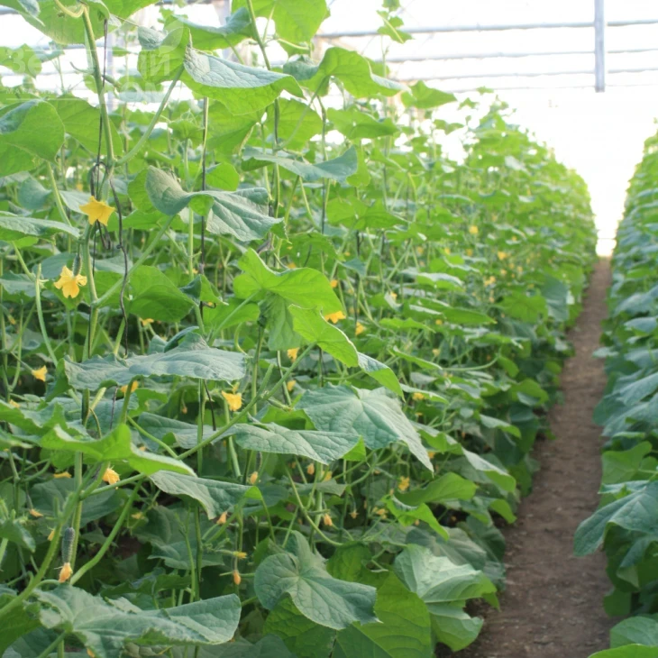 Балинт F1 / Balinte F1 фото 1