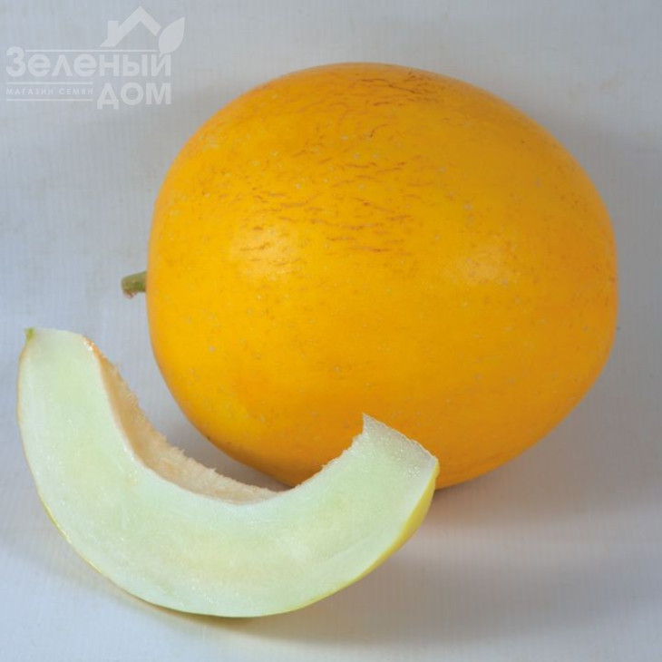 Шинарі (КС 7066) F1 / Shinary (KS 7066) F1,75-80 днів фото 1