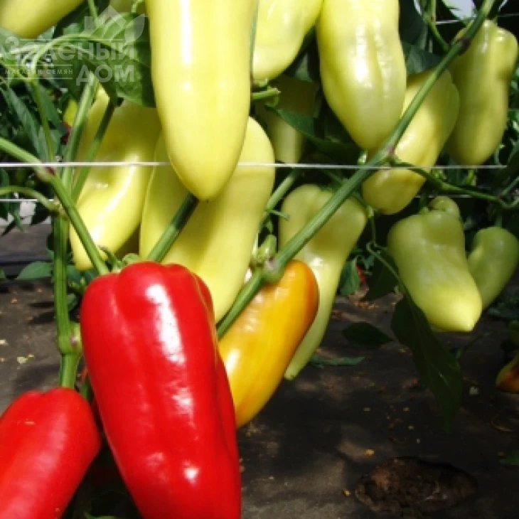 Шарон F1 / Sharon F1 фото 1