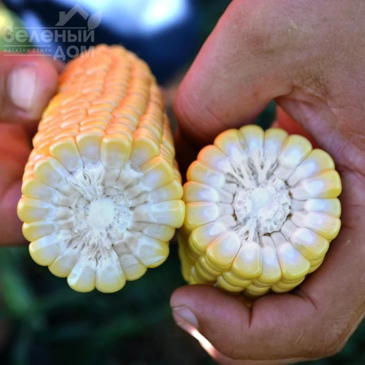 Форвард F1 (1709 F1) / Forvard F1 (1709 F1) ,65 дней фото 2