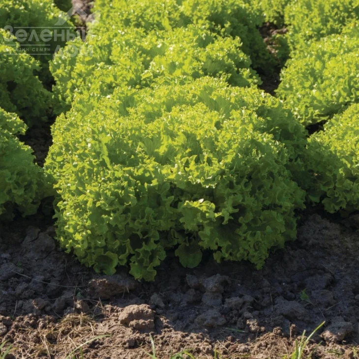 Бриэтта / Brietta  фото 2