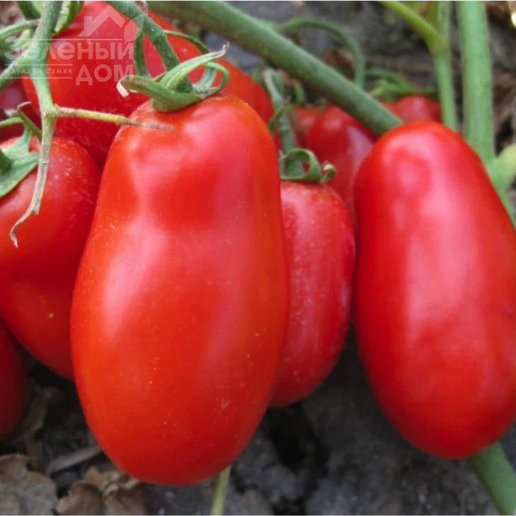 Флендер F1 / Flender F1 фото 1