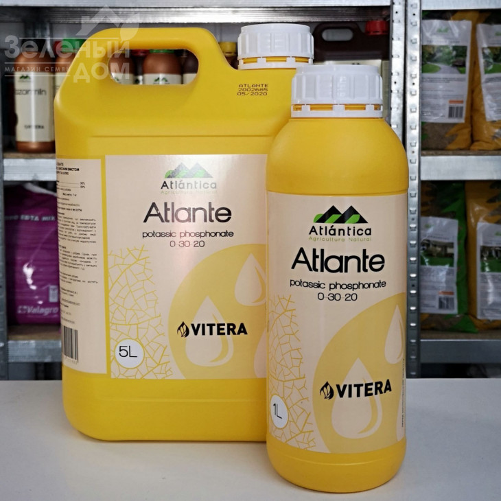 Атланте / Atlante фото 1