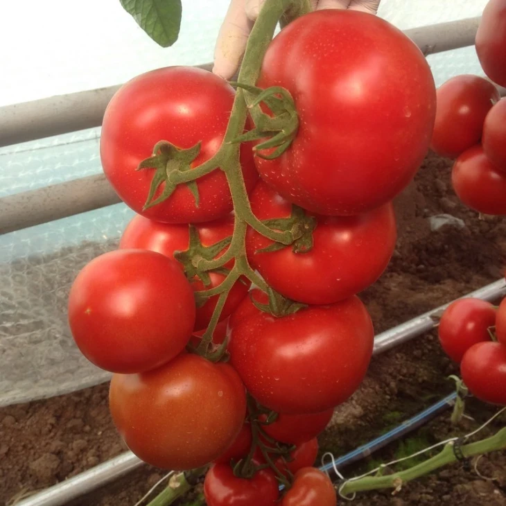 Зульфия F1 / Zulfia F1,105-115 дней фото 1