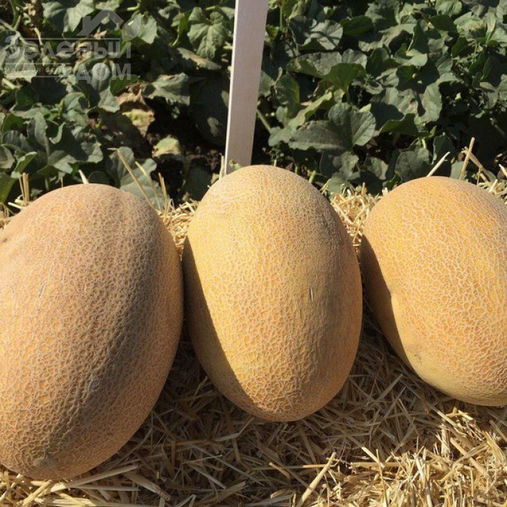 Мабелла F1 / Mabella F1,65-68 днів фото 3