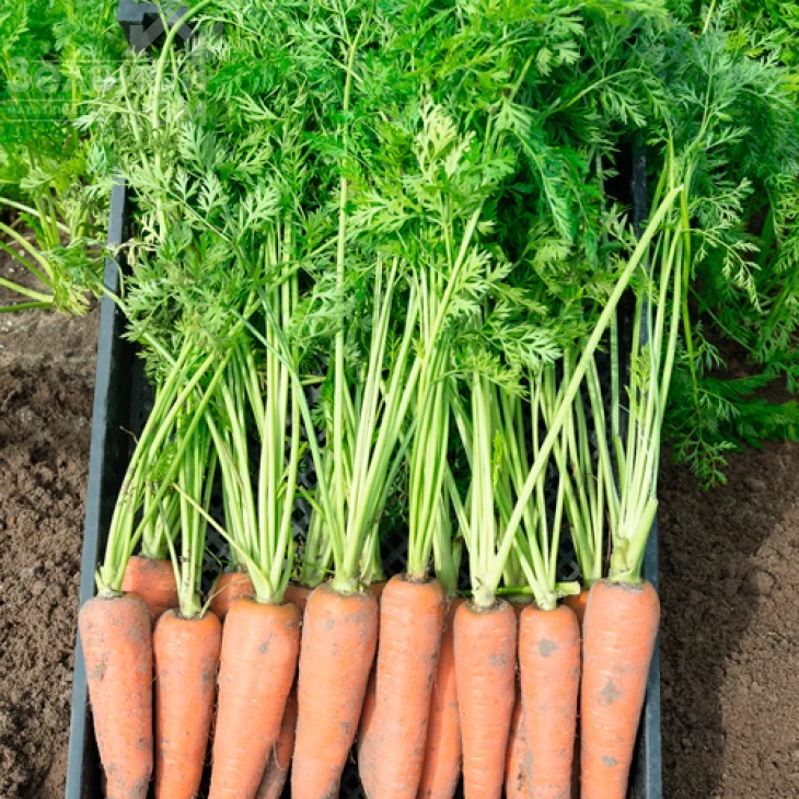 Канада F1 / Canada F1,135 дней фото 4