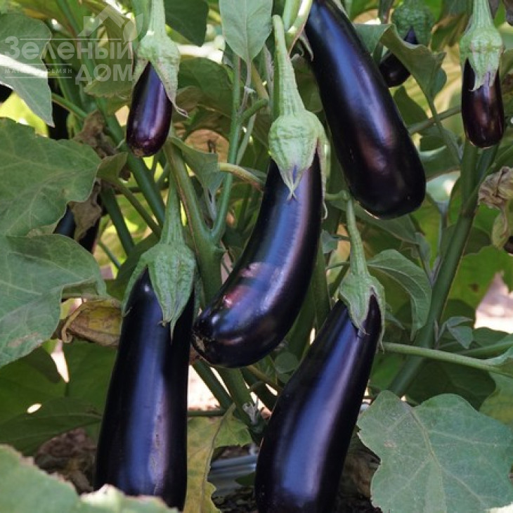 Казимір F1 / Casimir F1,55-60 дней фото 2