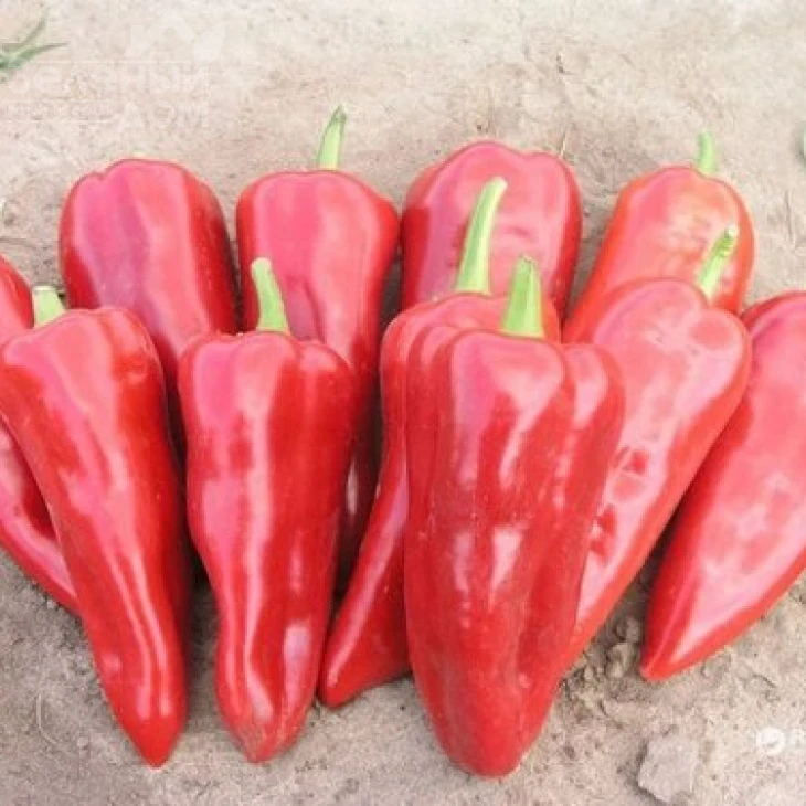 Самандер F1 / Samander F1,55-65 дней фото 3